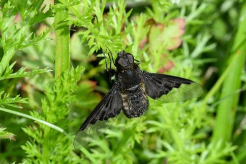 Hemipenthes morio